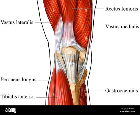 Anterior Muscles Of Knee Stock Photo 7710697 Alamy