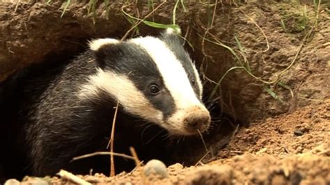 More Places In The West Country Given The Go Ahead For Badger Culling