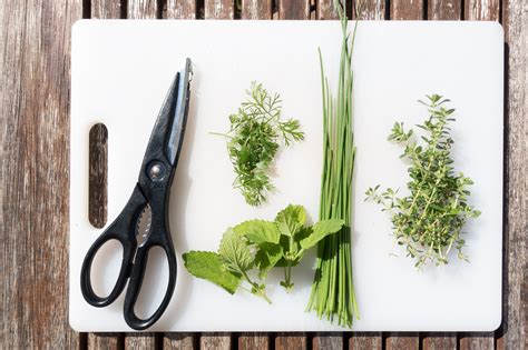 Free Images Scissors Herb Plant Cutting Board Fennel Ingredient