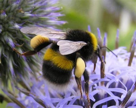 White Tailed Bumblebee Bumblebee Conservation Trust