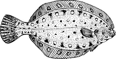 Flounder Openclipart