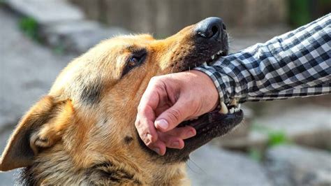 ¿qué Hacer Si Tu Perro Muerde A Una Persona Unotv