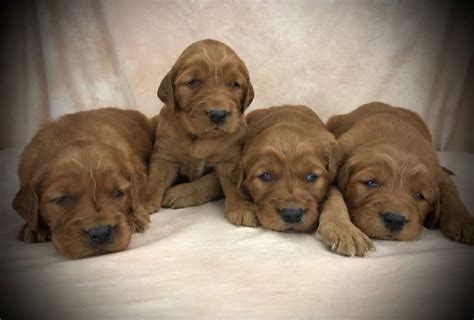 Pups will be ready for their new homes may 1st. Remi's Golden Irish Puppies January 2019 - Golden Ridge Hi-Breds