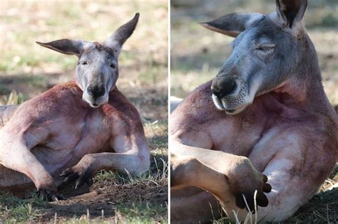 Buff Kangaroo Goes Viral After Flaunting Giant Muscles