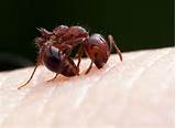 Fire Ants Sting Images
