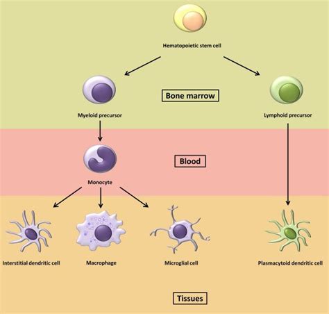 Monocyte And Macrophage Differentiation Circulation Inflammatory My