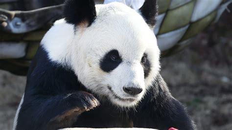 Winter Storm Watch This Memphis Zoo Panda Slide Through The Snow