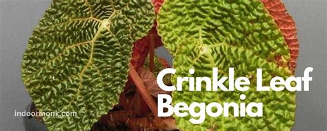Crinkle Leaf Begonia Plant Care And Growing Guide Indoor Monk