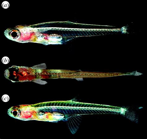 Paedocypris A New Genus Of Southeast Asian Cyprinid Fish With A