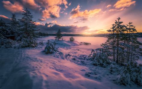 1920x1200 Resolution Green Trees Nature Norway Winter Landscape