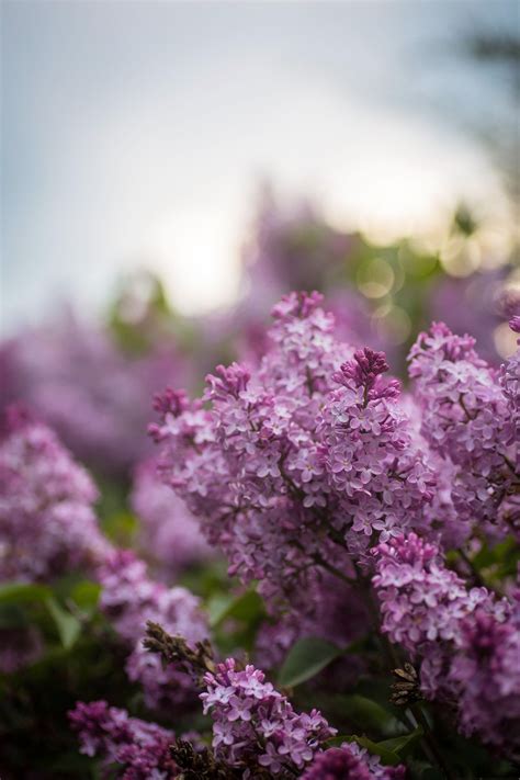 Lilac Sunset Beautiful Flowers Botanical Lavender Fields