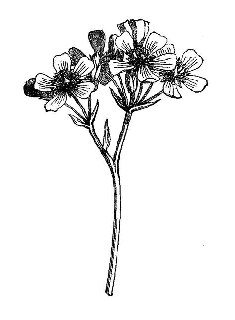 Digital Stamp Design Flower Botanical Art Free Wildflower Digital