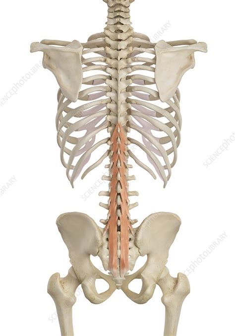 Human Back Muscles Illustration Stock Image F0117010 Science