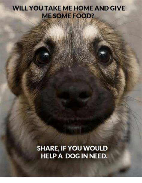 With tenor, maker of gif keyboard, add popular i need food animated gifs to your conversations. WILL YOU TAKE ME HOME AND GIVE ME SOME FOOD? SHARE IF YOU WOULD HELP a DOG IN NEED | Food Meme ...