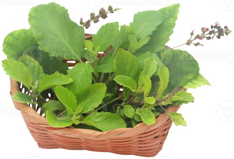 Medicinal Tulsi Leaves 31097950 Png