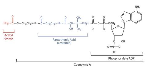 Coenzym а (коэнзим a) d8 22 мкл, acidum ascorbicum (ацидум аскорбикум) d6 22 мкл, thiaminum hydrochloricum (тиаминум. Coenzyme A - Alchetron, The Free Social Encyclopedia