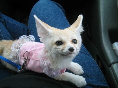 The Cuteness That Is The Fennec Fox Fennec Foxes Photo 19305757