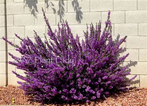 Purple Lilac Vine Archives Desert Gardening 101