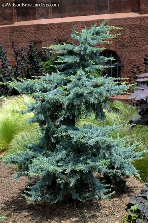 Buy Horstmann Dwarf Blue Atlas Cedar Tree For Sale Free Shipping 1
