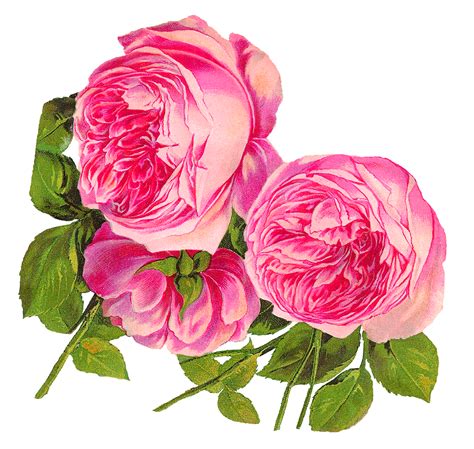 Antique Images Digital Botanical Artwork Pink Rose Clip Art Flower