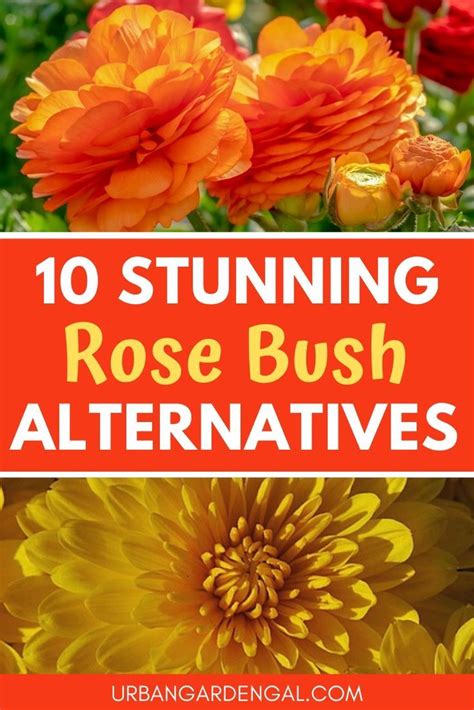 10 Rose Bush Alternatives Small Flower Gardens Vegetable Garden For