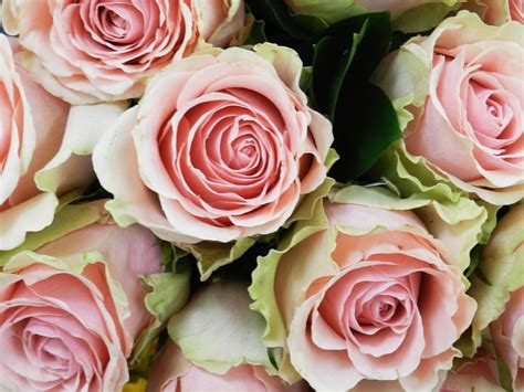 Rosas de color de rosa - Imágenes gratis y sin copyright ...