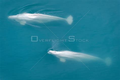 Overflightstock Beluga Whales Delphinapterus Leucas Surfacing