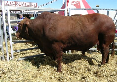 The breed was developed by robert j. How to Identify Santa Gertrudis Cattle: 4 Steps - wikiHow