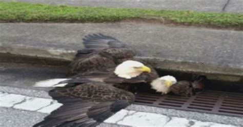 eagles stuck in storm drain rescued in orlando