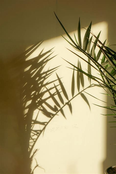 Download Palm Shadow Plant Aesthetic Wallpaper
