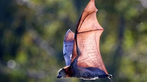 Flying Fox Camp Reaches Record Numbers But Residents Arent Cheering