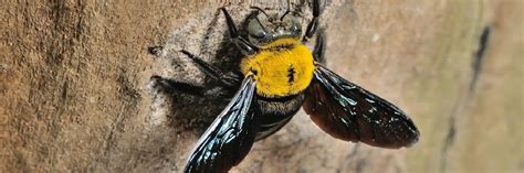 Carpenter bees are commonly active in the springtime between april and may and can be found around eaves of the home, porch rails and under carpenter bees are a species of bee known for drilling holes and damaging wood in siding, patio decks and other wood areas of a property or structure. Naturally Repel Carpenter Bees in 2020 | Carpenter bee ...