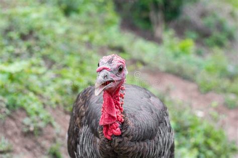 female domestic turkey also known as meleagris stock image image of bird nature 234811001