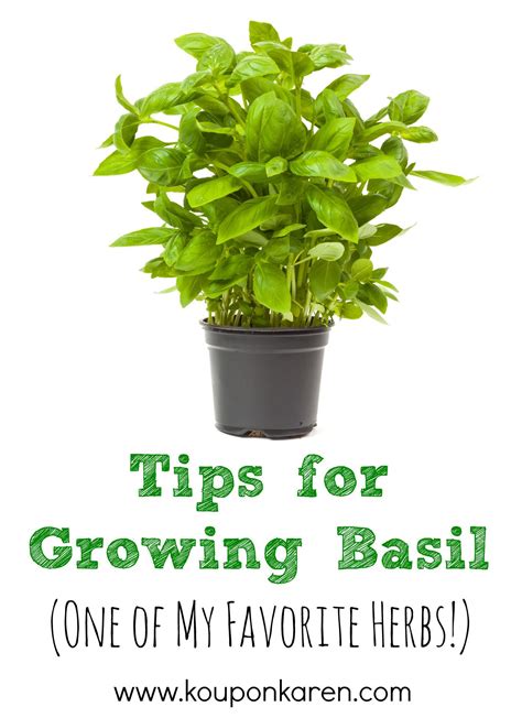 Tips For Growing Basil One Of My Favorite Herbs