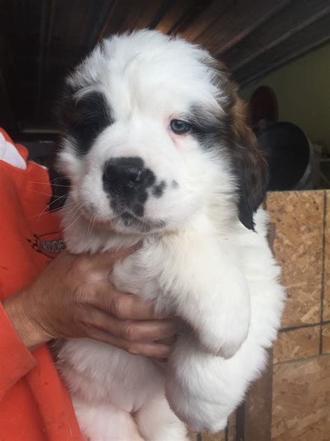 They are a perfect cross of our beloved pets kc reg st bernard and kc reg long haired teddy bear german shepard. St. Bernard Puppies For Sale | Spicer, MN #342474