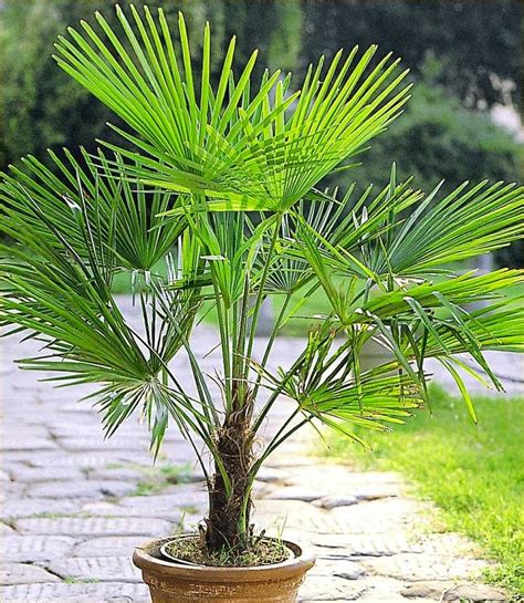 Pair Of Large Trachycarpus Fortunei Giant Windmill Fan Palm Large