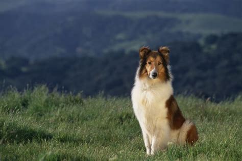 Collie Full Profile History And Care