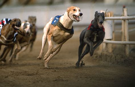 In Praise Of Greyhound Racing The Spectator