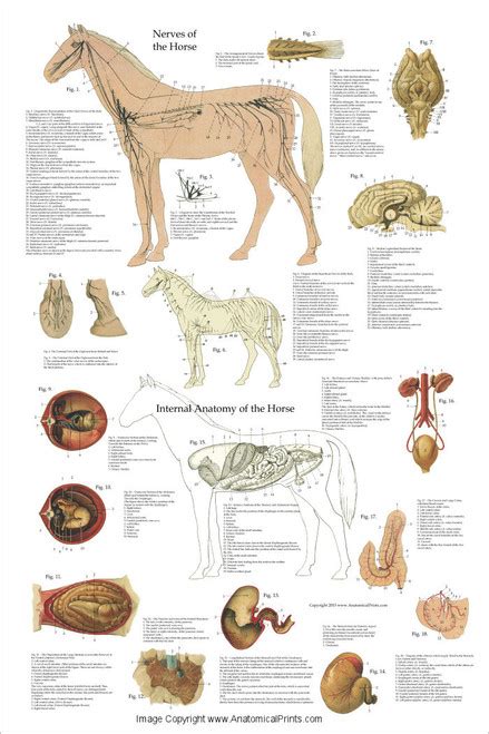 Horse Nervous System And Organ Poster Clinical Charts And Supplies