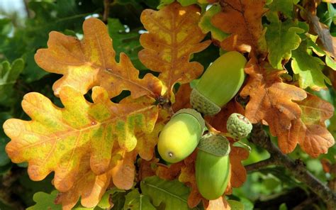 Image Result For Autumn Oak Leaves And Acorns Жёлудь Листья Природа