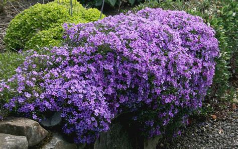 Buy Purple Beauty Creeping Phlox Plants Free Shipping 5 Pack Of
