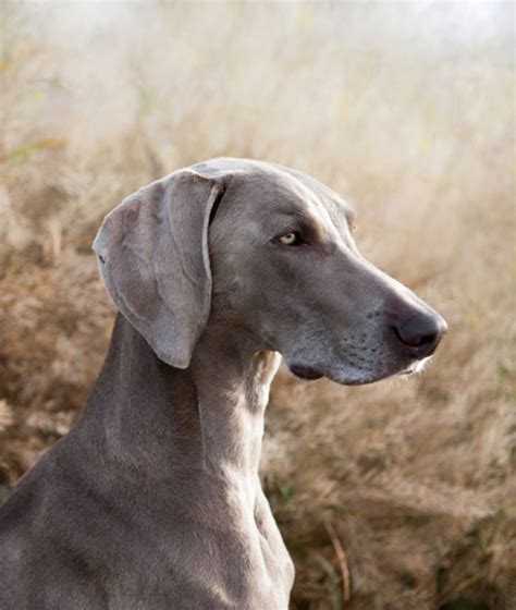 10 Cool Facts About Weimaraners