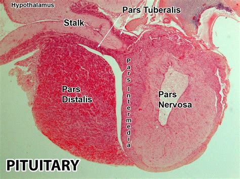 Anterior Vs Posterior Pituitary Microscope