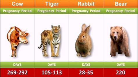 Animals Pregnancy Period Comparison Youtube