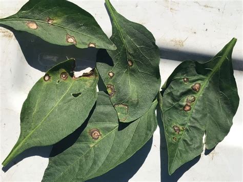 Cercospora Frogeye Leaf Spot Of Peppers Ohio Veggie Disease News