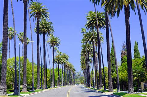 6000 Palm Trees Los Angeles Road Stock Photos Pictures And Royalty