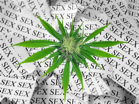 Weed Wordsearch Lets Talk About Sex And Cannabis