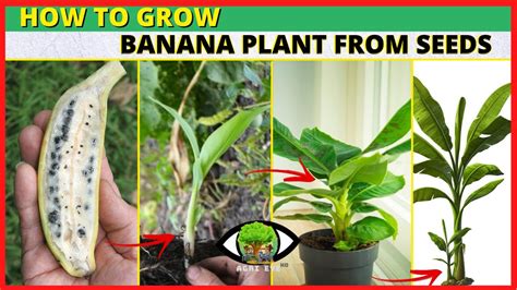 How To Grow Banana Plant From Seed English Youtube