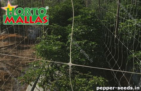 A dding about an inch of mulch to your pepper plants helps retain moisture in the soil. Secrets of Pepper Seeds and Pepper Plant Stake - pepper seeds