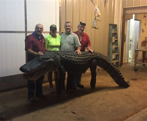 680 Pound Alligator Killed On Lake Seminole Georgia Outdoor News